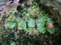 Marchantiaceae
