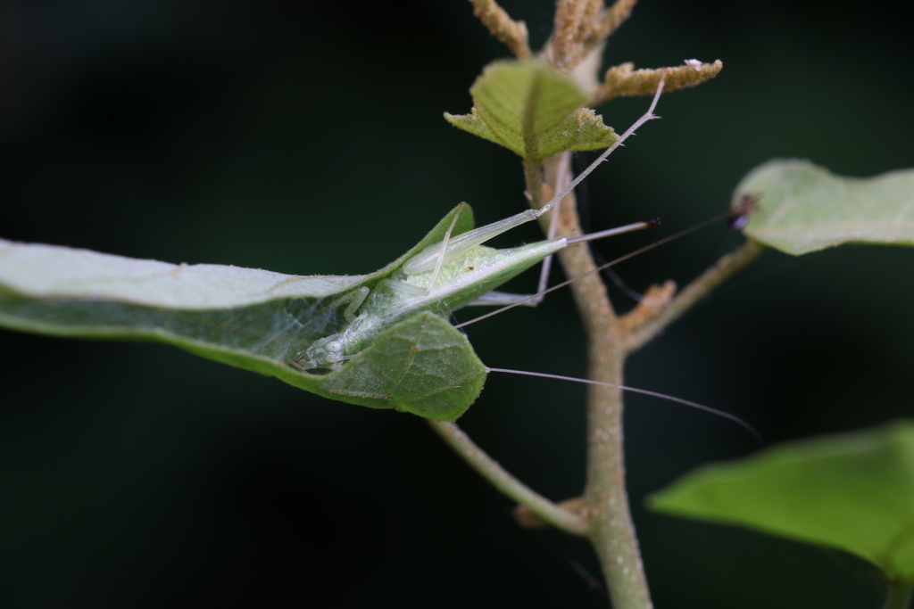 Oecanthus similator
