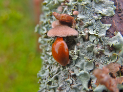 Strongylosomus dichrous