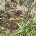 Carex vallicola - Photo (c) Greg Pappas, alguns direitos reservados (CC BY-NC), uploaded by Greg Pappas