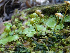 Marchantiaceae