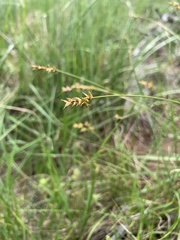 Carex vallicola