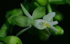 Calanthe davidii