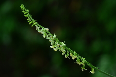 Calanthe davidii