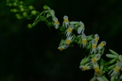 Calanthe davidii