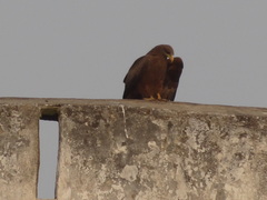 Milvus migrans parasitus