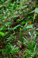 Calanthe davidii