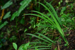 Calanthe davidii