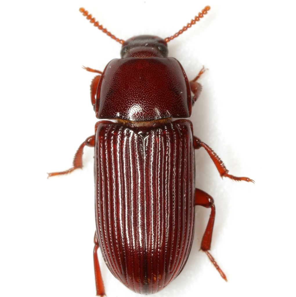 Uloma