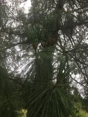Pinus wallichiana