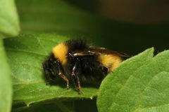 Bombus haematurus