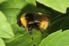 Bombus haematurus