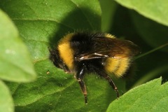 Bombus haematurus