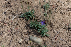 Campanula aurita