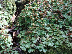 Marchantiaceae