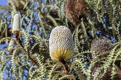Banksia speciosa
