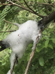 Cephisus siccifolius