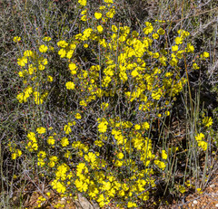 Hibbertia ulicifolia