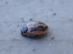 Hippodamia sinuata sinuata