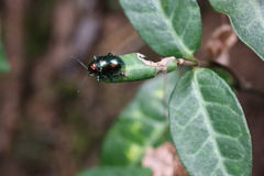 Platycorynus parryi