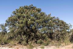Banksia speciosa