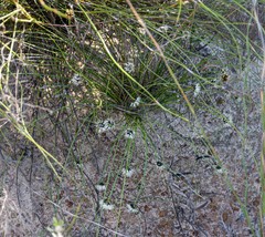 Schoenus curvifolius