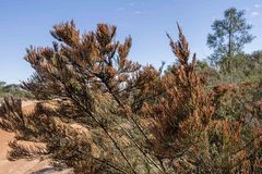 Allocasuarina humilis