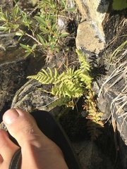 Athyrium distentifolium