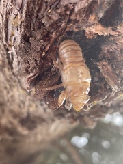 Cicada