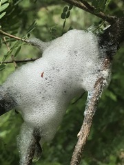 Cephisus siccifolius