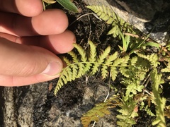 Athyrium distentifolium