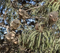 Banksia speciosa