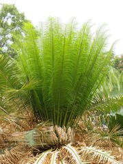 Cycas circinalis