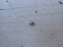 Hippodamia sinuata sinuata