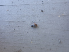 Hippodamia sinuata sinuata