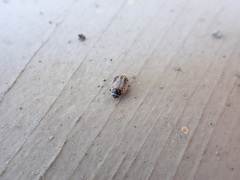 Hippodamia sinuata sinuata