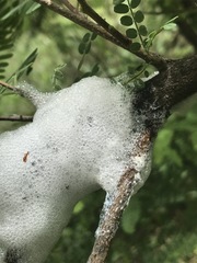 Cephisus siccifolius