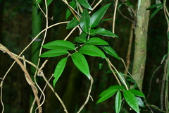 Gardneria multiflora