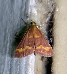 Pyrausta pseuderosnealis