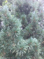 Pinus cembra