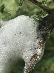 Cephisus siccifolius