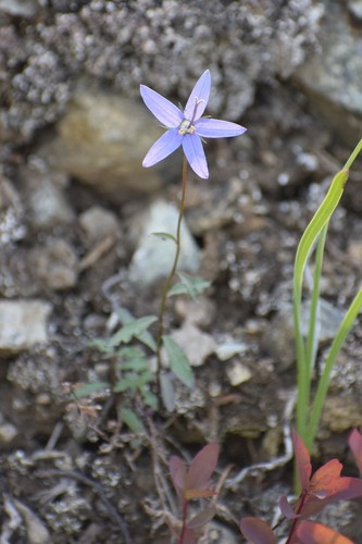 Image of Campanula aurita by (c) Syd Cannings, some rights reserved (CC BY)