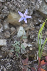 Campanula aurita