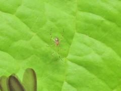 Theridion zonulatum