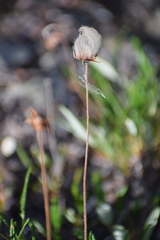 Dryas integrifolia sylvatica