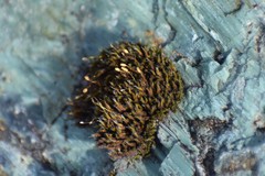 Grimmia longirostris