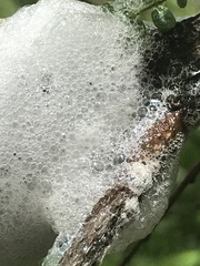 Cephisus siccifolius