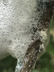 Cephisus siccifolius