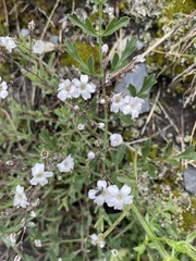 Gypsophila repens
