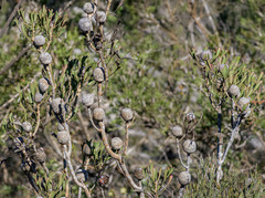 Isopogon trilobus